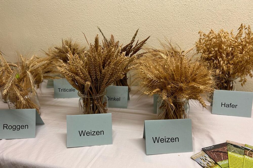 Verschiedene Getreidesorten